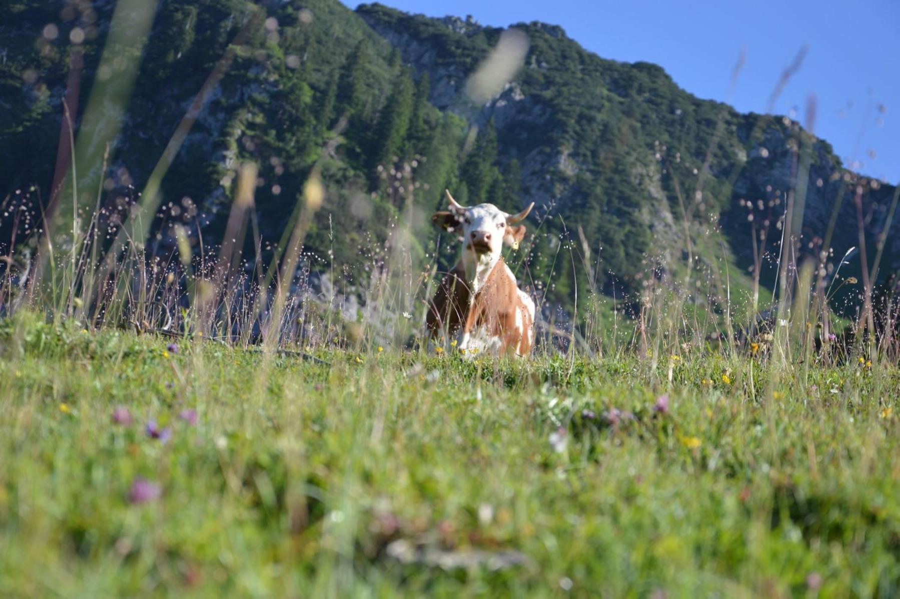 Bruendling-Alm Berggasthof Auf 1167M Auf Dem Hochfelln Hotel Bergen  Ngoại thất bức ảnh