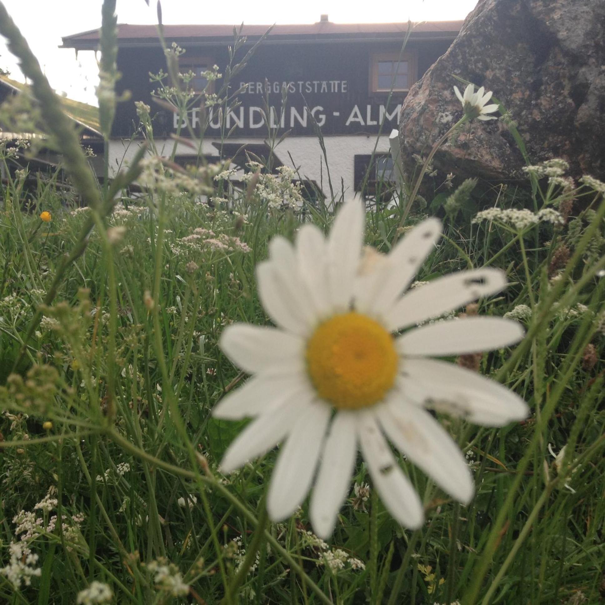 Bruendling-Alm Berggasthof Auf 1167M Auf Dem Hochfelln Hotel Bergen  Ngoại thất bức ảnh